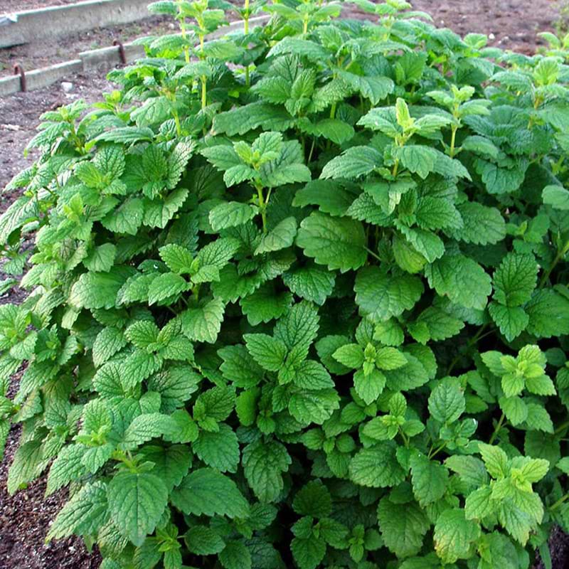 Citronmelisse