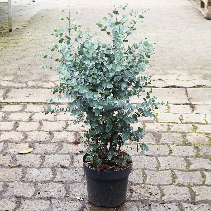 Mellembladet eukalyptus