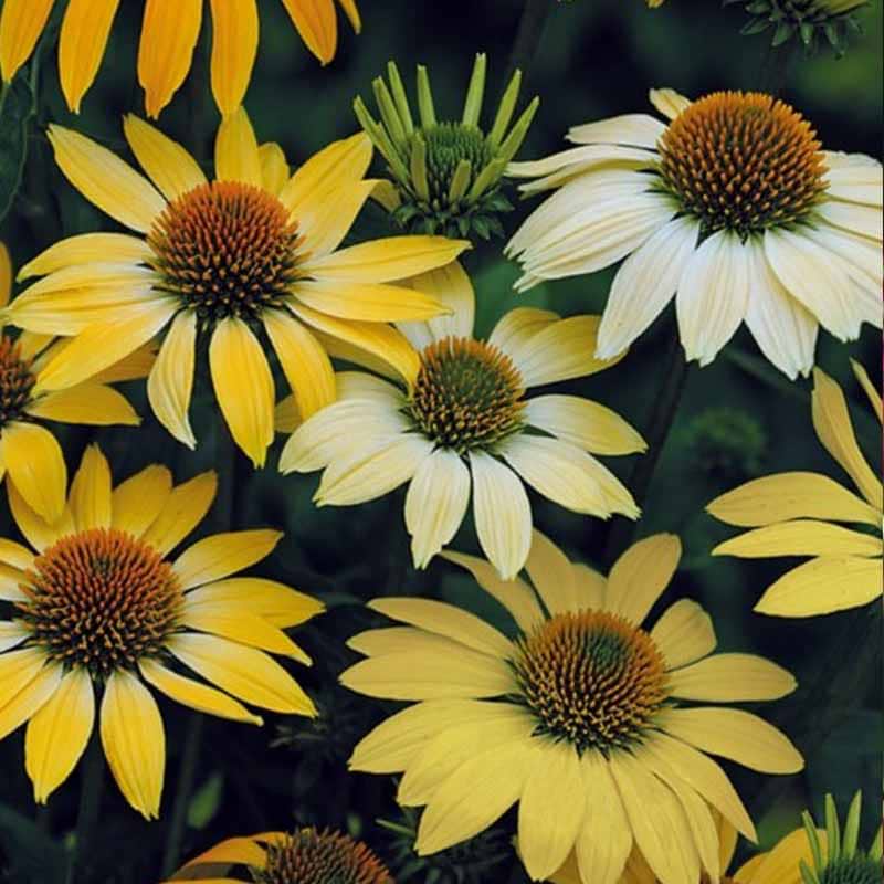 Mellow Yellows