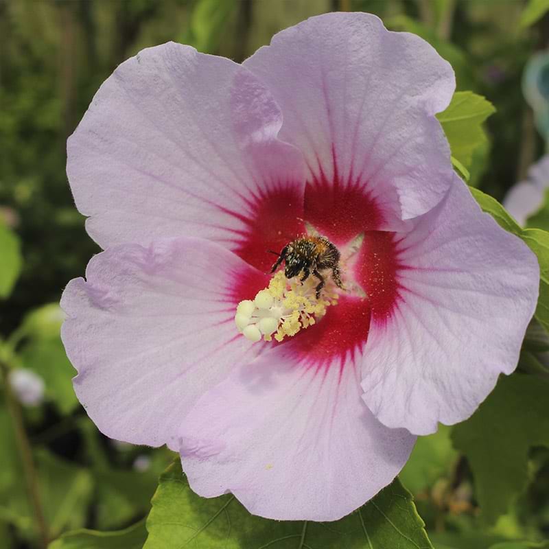 syrisk rose melmauve