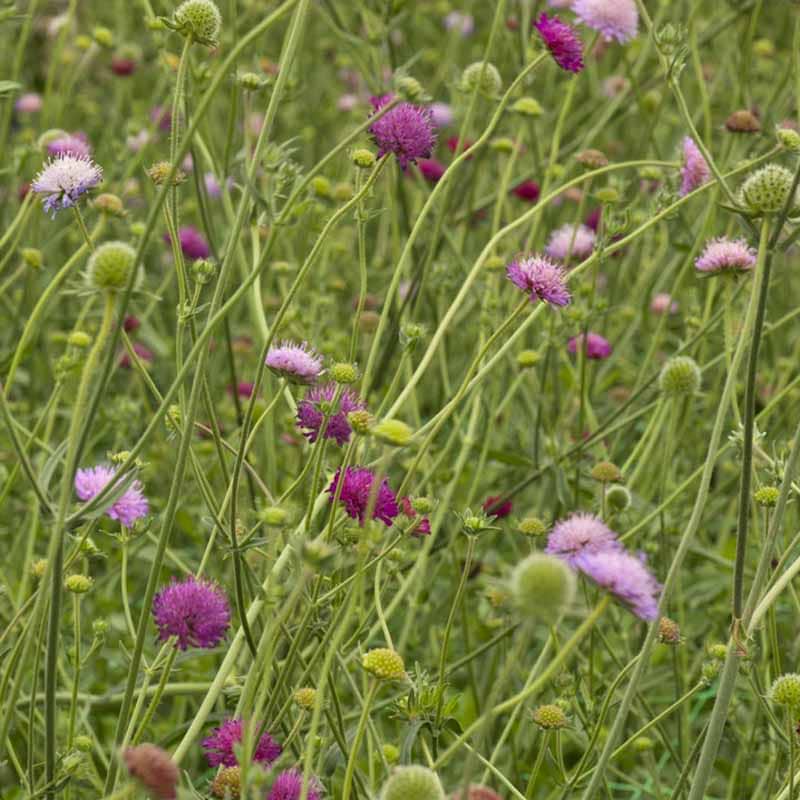 Knautia Melton Pastels