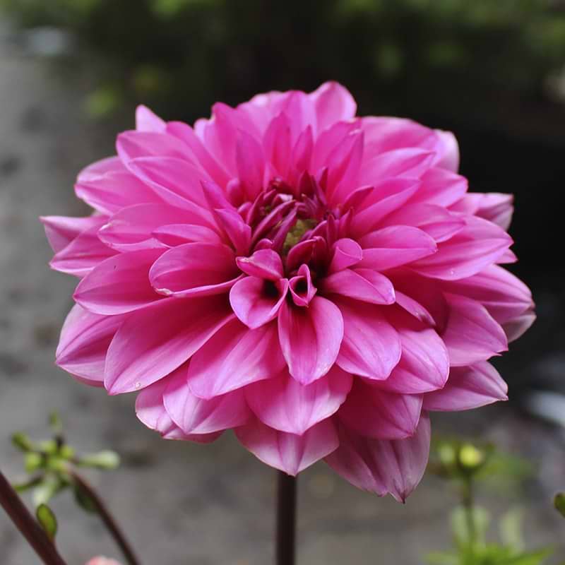 mendoza rosa dahlia