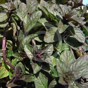 Chokolademynte (Mentha ´Chocolate´)