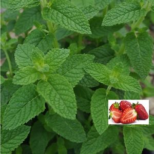 Jordbærmynte (Mentha species 'Erdbeer')