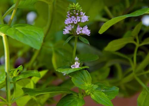 Mojito mynte (Mentha speciosa)