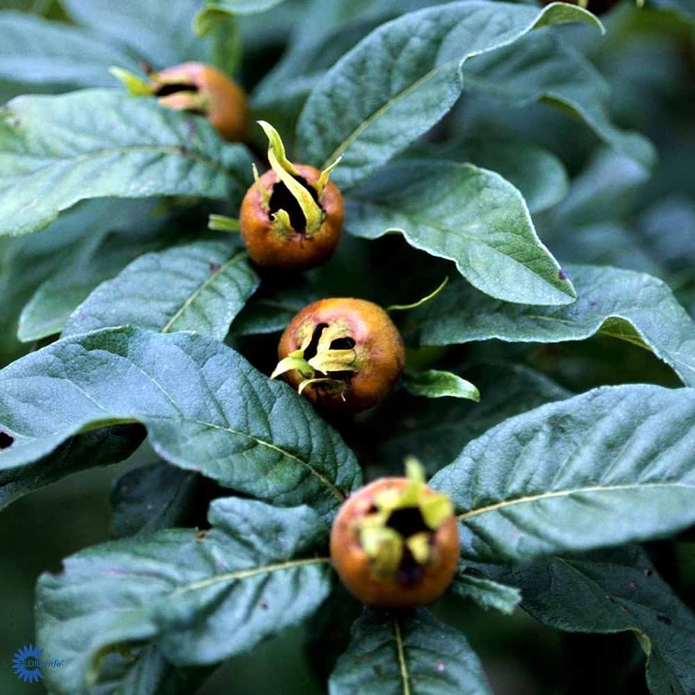 Mespilus germanica