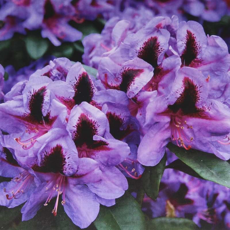 Rhododendron (Rhododendron 'Metallica') Flere varianter 