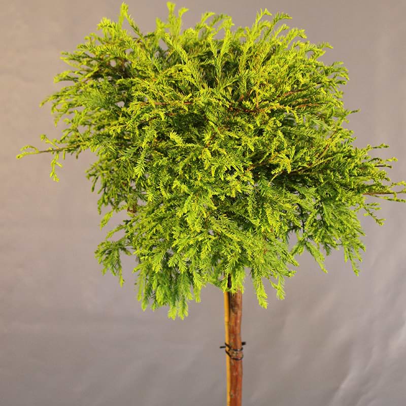 taxodium dist. Secrest opstammet
