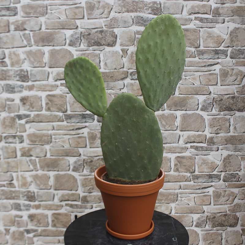 Mickey Mouse Kaktus (Opuntia)