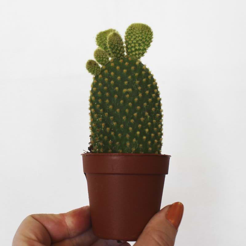 mini kaktus