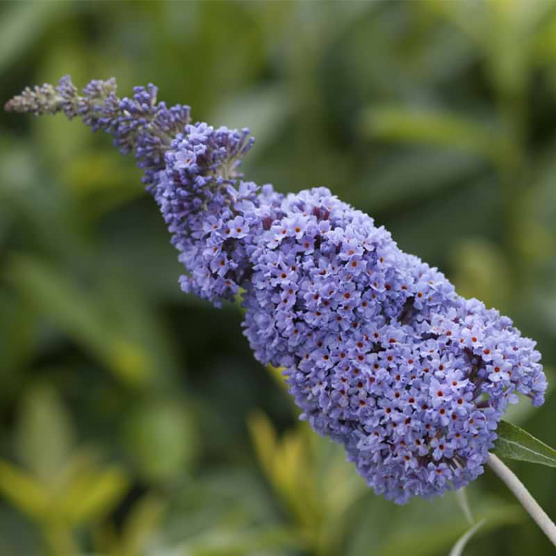Sommerfuglebusk (Buddleja d. Summer Kids® 'Micki')  30-40 cm