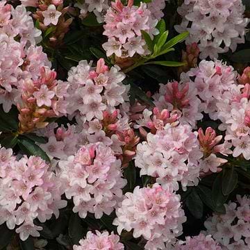 stechpalme kaufen Japanische Stechpalme Fastigiata - Ilex crenata fastigiata main image 0