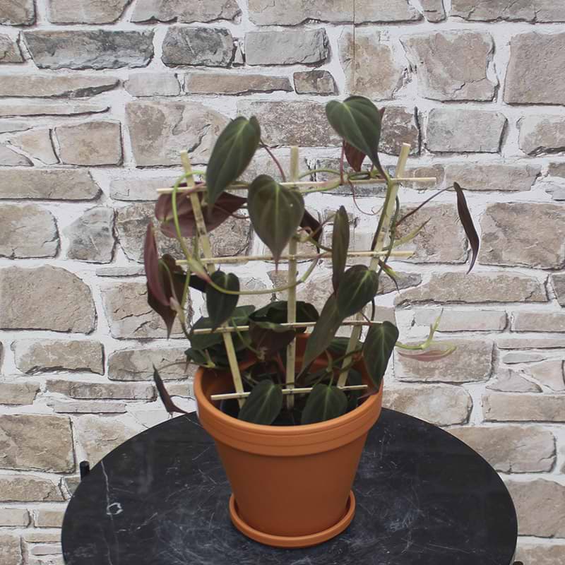 filodendron micans