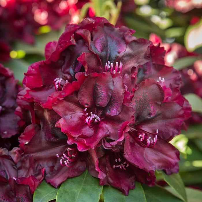 Rhododendron (Rhododendron 'Midnight Beauty') 30-40 cm | kbes online