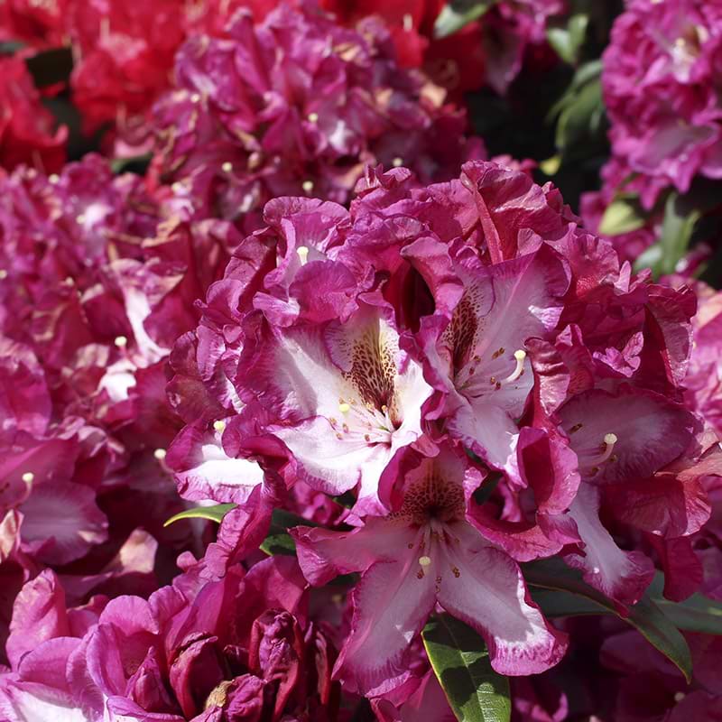 Rhododendron midnight mystique