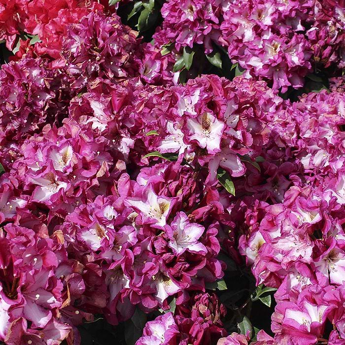 Rhododendron (Rhododendron 'Midnight Mystique')