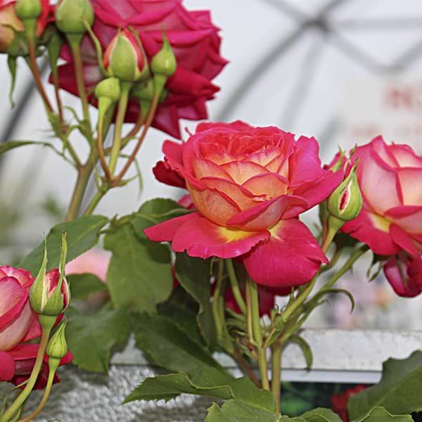 Midsummer rose
