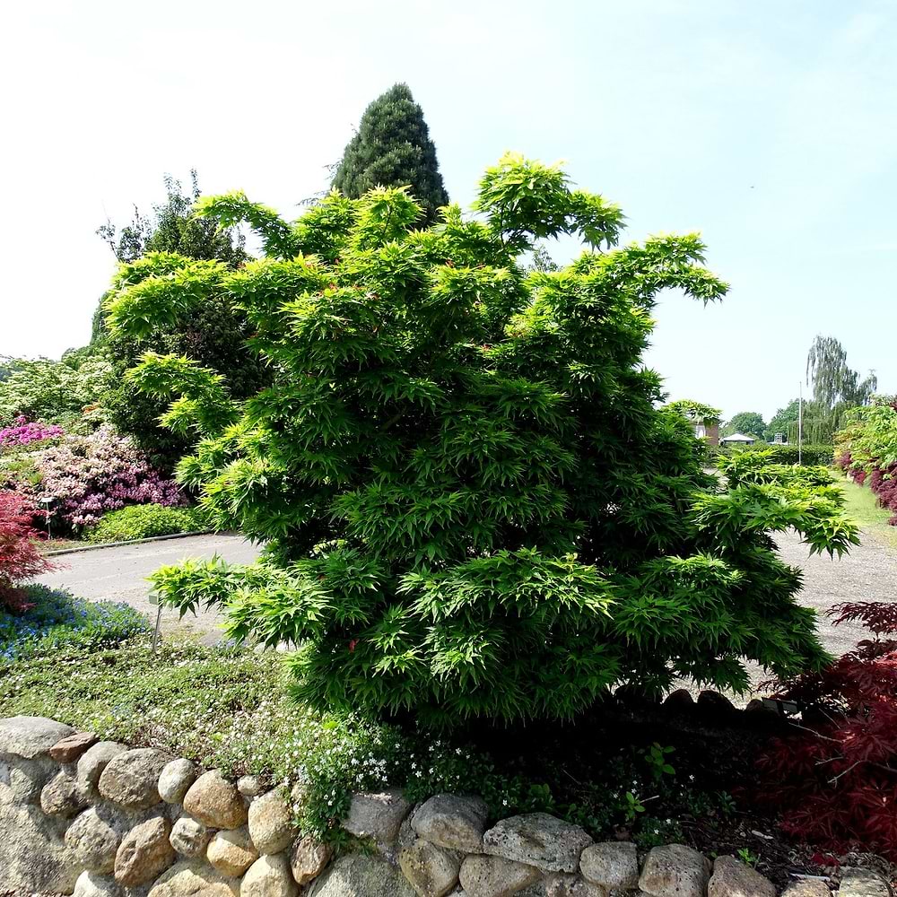 Acer palmatum Mikawa Yatsubusa