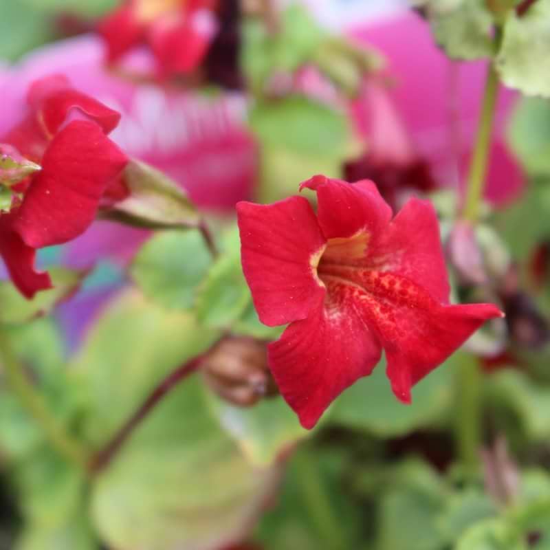 Mimulus cupreus Red Emperor