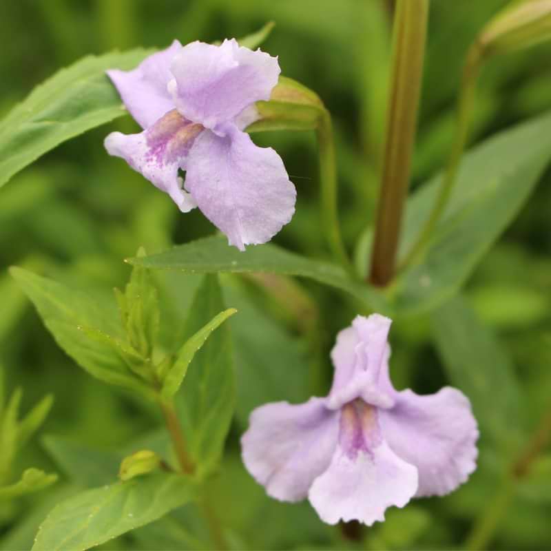 Abeblomst