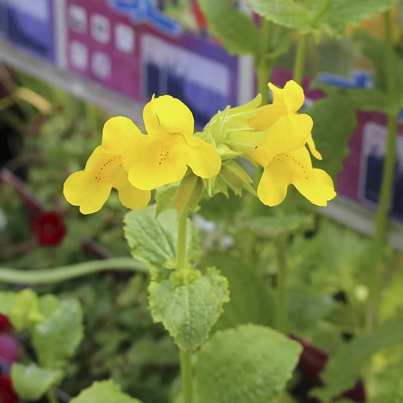 Mimulus luteus