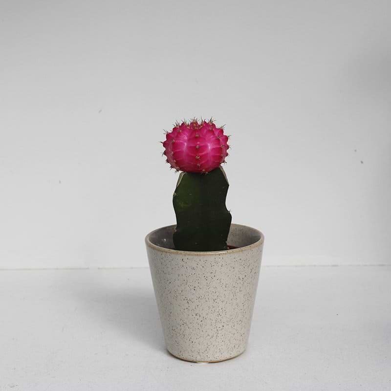 Pink kaktus