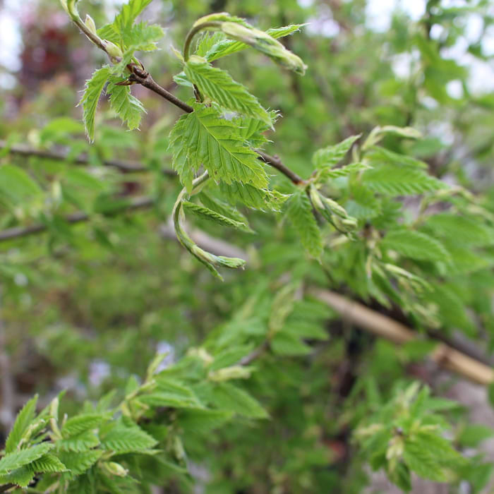 Avnbøg Kugleformet (Carpinus betulus 'Minor Globe') Opstammet 180 cm OH ...