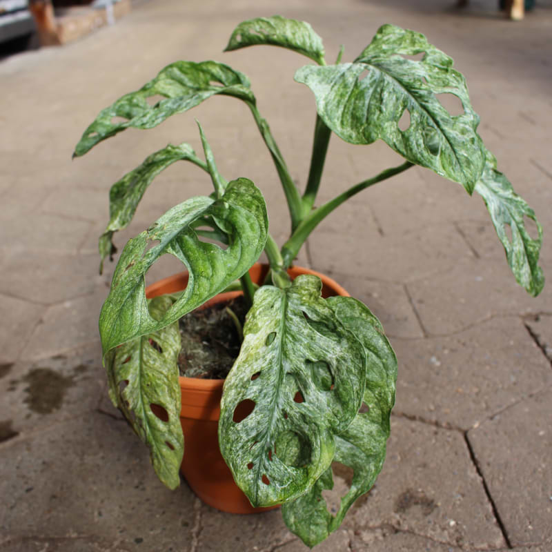 indoor philodendron Philodendron Billietiae Houseplant with Planter - Medium (16-20