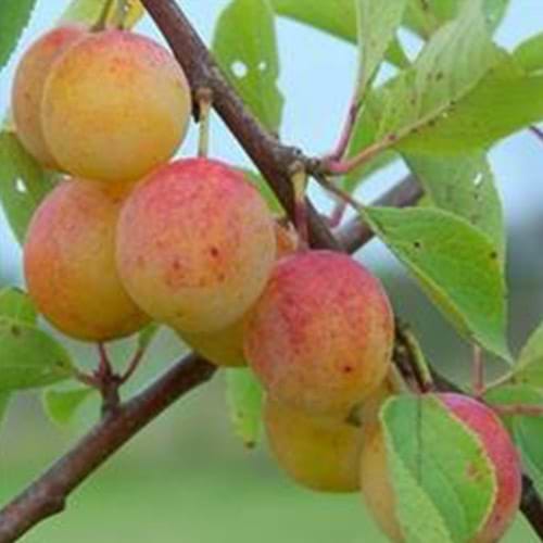 Mirabel (Prunus 'Nancy Mirabelle') 