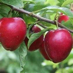 Mirabel Ruby