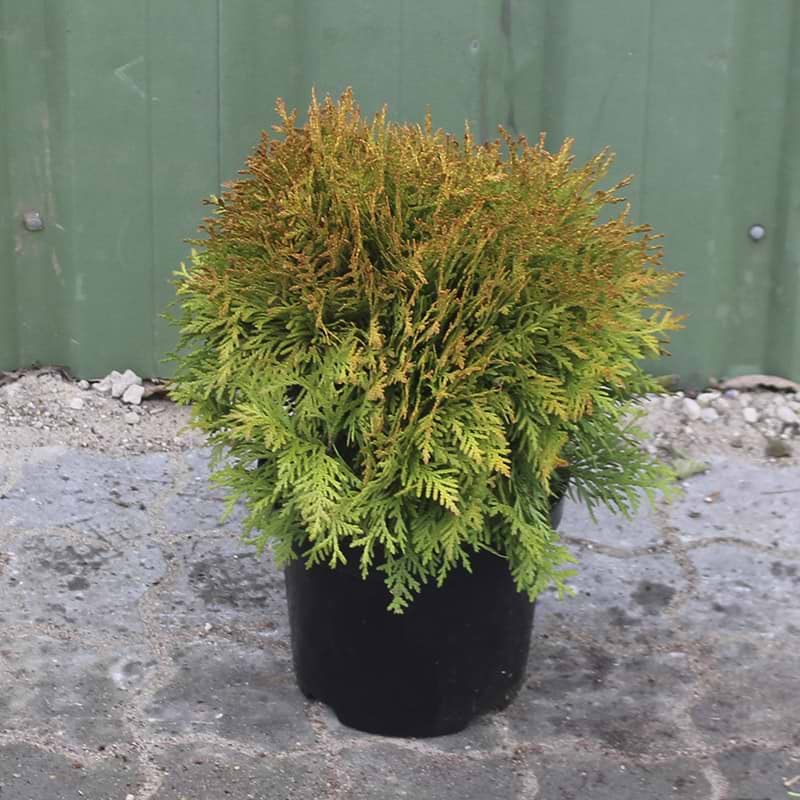 Mirjam kugle thuja