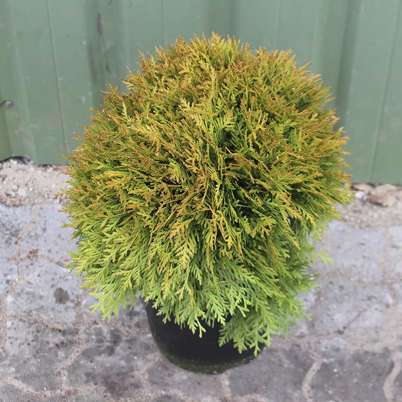 thuja kugle mirjam
