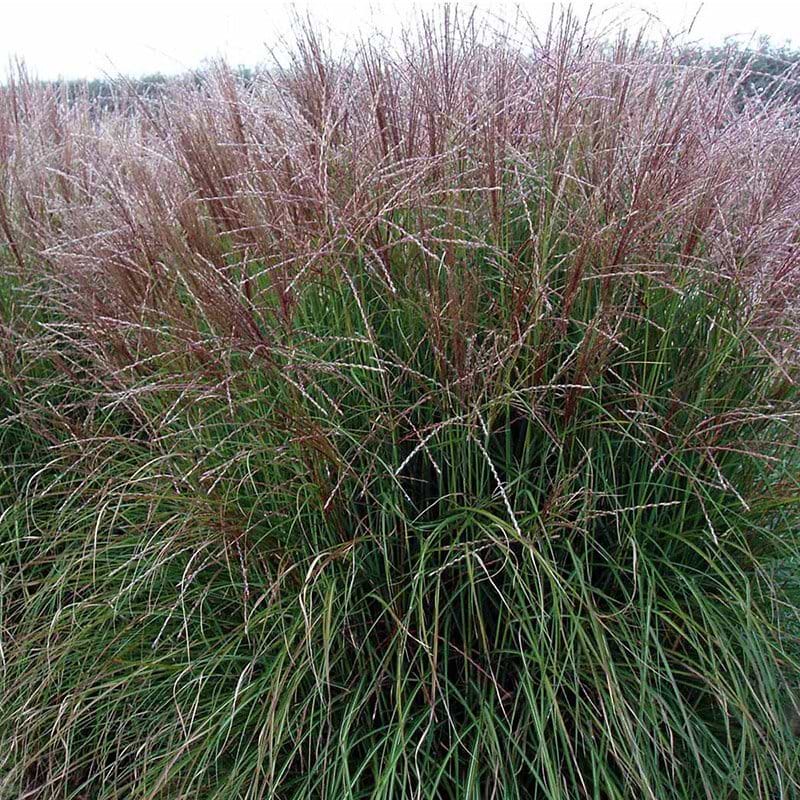 Elefantgræs silberspinne