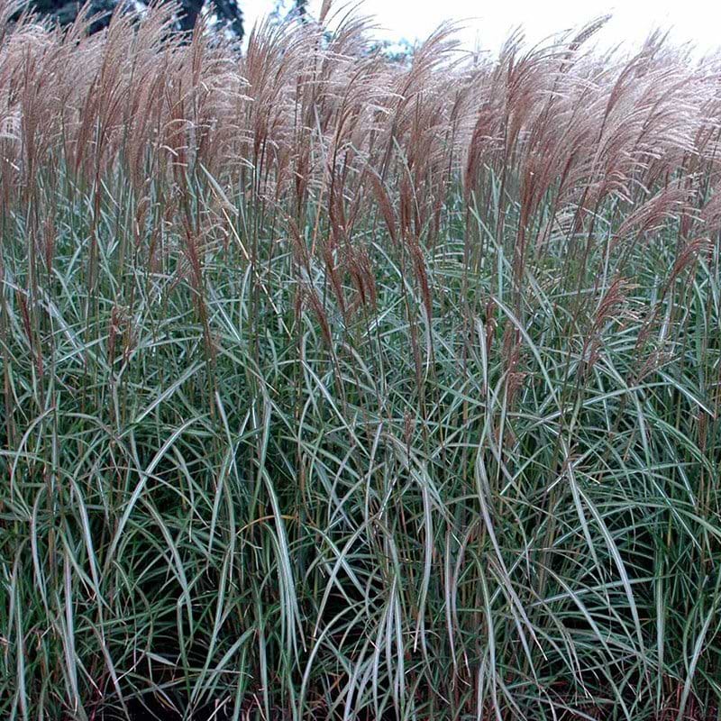 Elefantgræs MISCANTHUS SINENSIS DRONNING INGRID