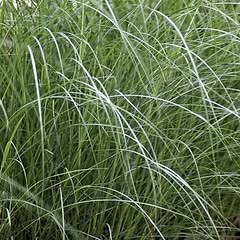 Elefantgræs (Miscanthus sinensis 'Kleine Fontæne') 5 Liter