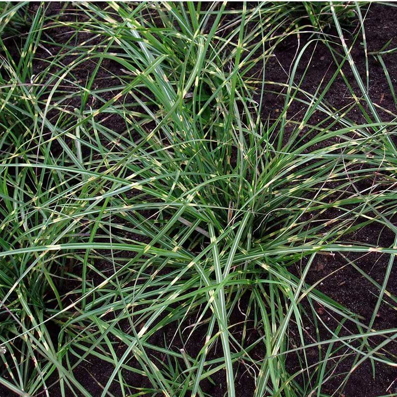 Elefantgræs MISCANTHUS SINENSIS LITTLE ZEBRA
