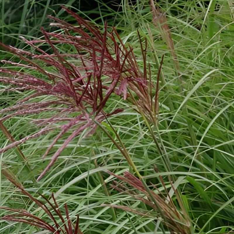Miscanthus sinensis Red Chief