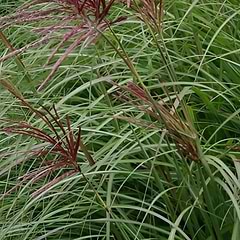 Elefantgræs (Miscanthus sinensis 'Red Chief')  Potte 2 L