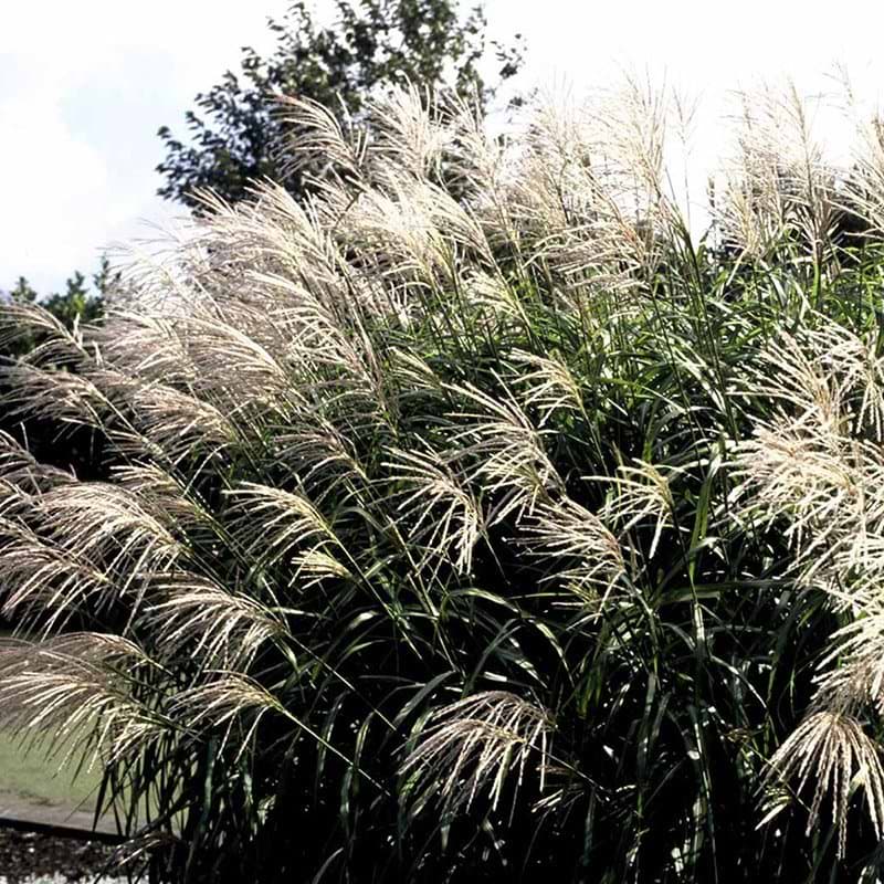 Elefantgræs MISCANTHUS SINENSIS SILBERFEDER