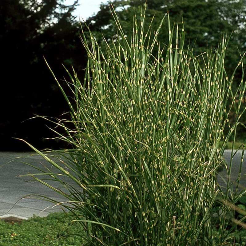 Elefantgræs MISCANTHUS SINENSIS STRICTUS