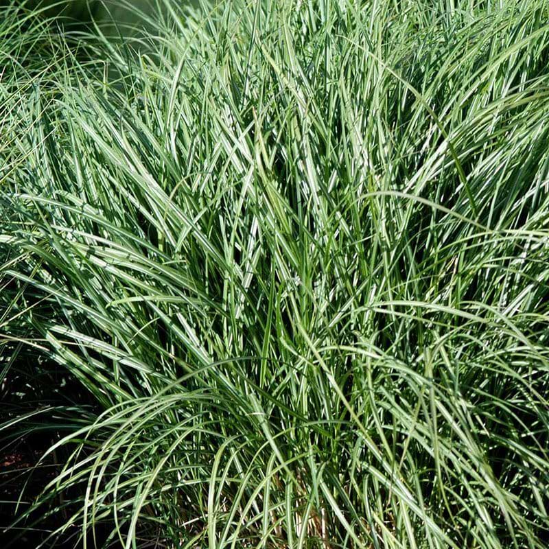 Elefantgræs Miscanthus sin Yaku Jima