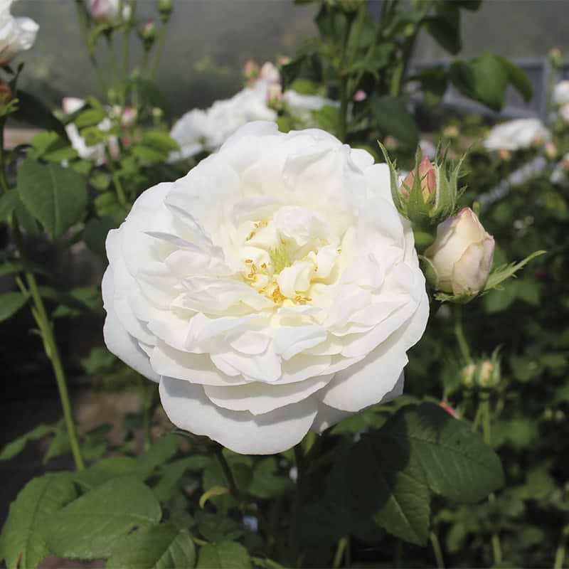 Rose cremehvid