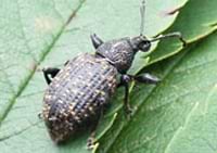 Nematoder - Mod Øresnudebiller - 50-100 m2 - Nummer 1721