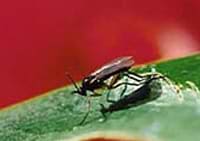 Nematoder - Mod Sørgemyg - 50 mio - Nummer 1701