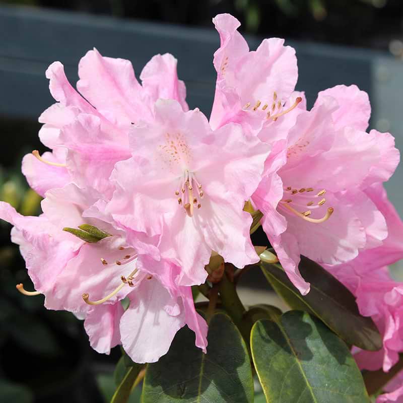 Rhododendron Moerheims pink blomst