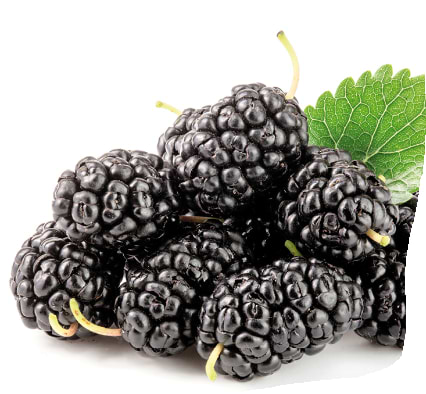 Mojo berry Morbær
