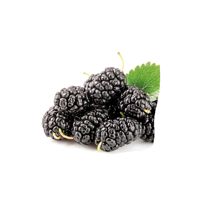 Morbær (Morus rot. 'Mojo Berry') Flere varianter