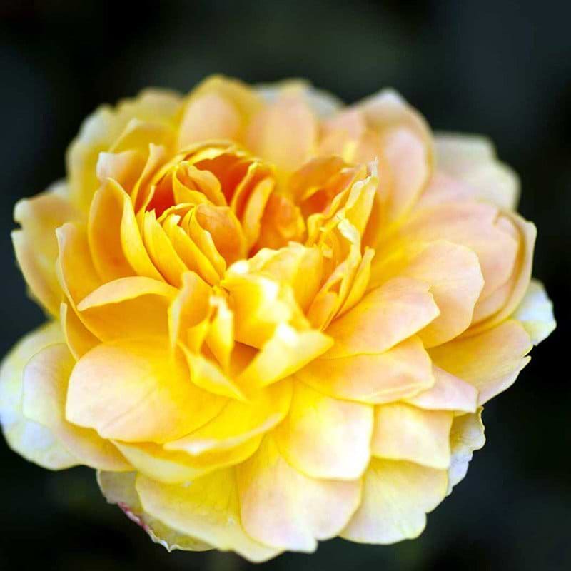 Molineux rose