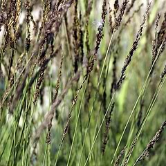 Blåtop (Molinia caerulea 'Dauerstrahl')