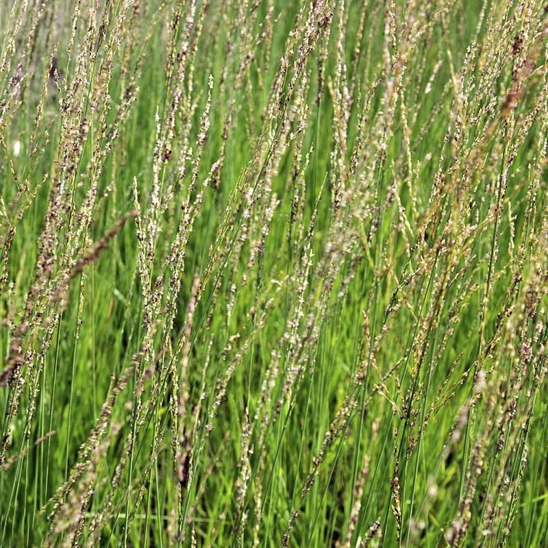Pibegræs Molinia Heidebraut